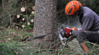 kácení forestry-4272923 960 720